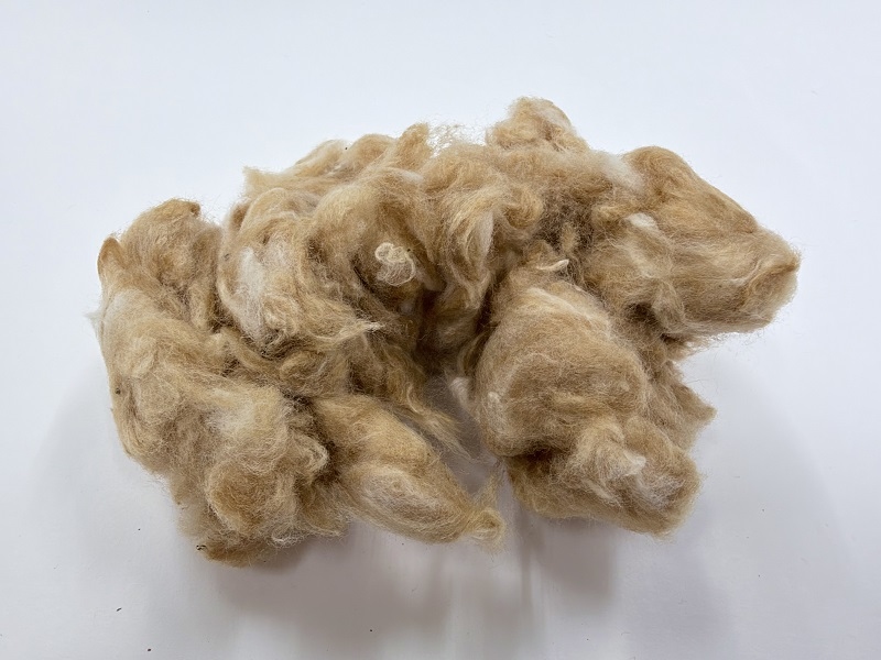 BIO COTTON  100% natural heirloom color golden brown