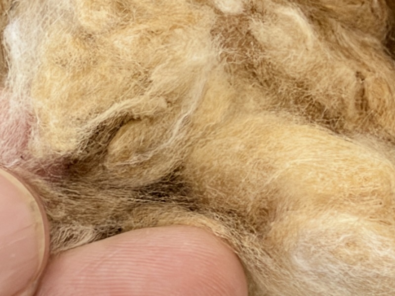 BIO COTTON  100% natural heirloom color golden brown