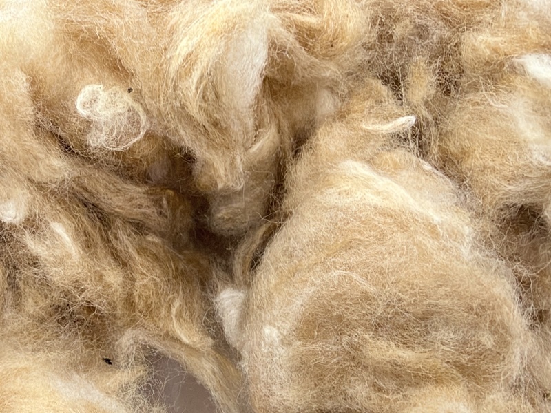BIO COTTON  100% natural heirloom color golden brown